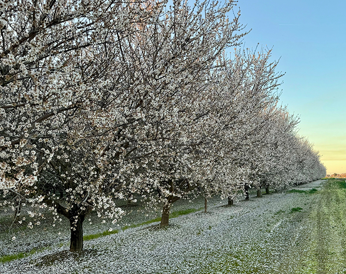 An almond orchard, an example of tree crops that can benefit from cover cropping systems. Photo Credit: Jorge Mazza Rodrigues/UC Davis