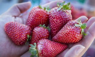 The UC Davis Finn is one of two new strawberry varieties bred to be large, sweet, and to ripen in winter.