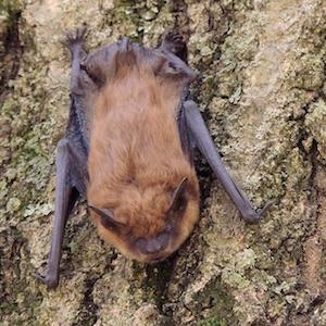 Big brown bats (Eptesicus fuscus)