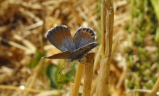 Western pygmy blue butterfly
