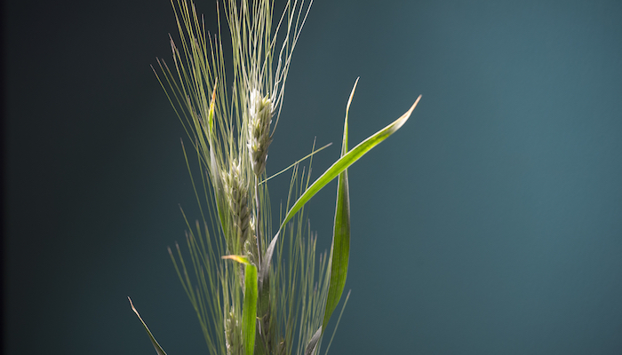 Wheat plants photographed in Robbins Hall at UC Davis
