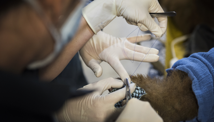Jamie Peyton, chief of integrated medicine at the UC Davis School of Veterinary Medicine, fits a biologic bandages made from tilapia skin onto the badly burned paws of a bear.
