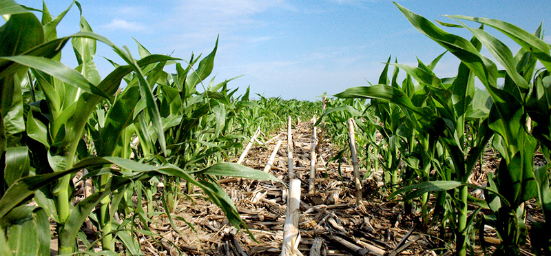 No-till methods of farming results in lower crop yield rates compared to conventional plowing