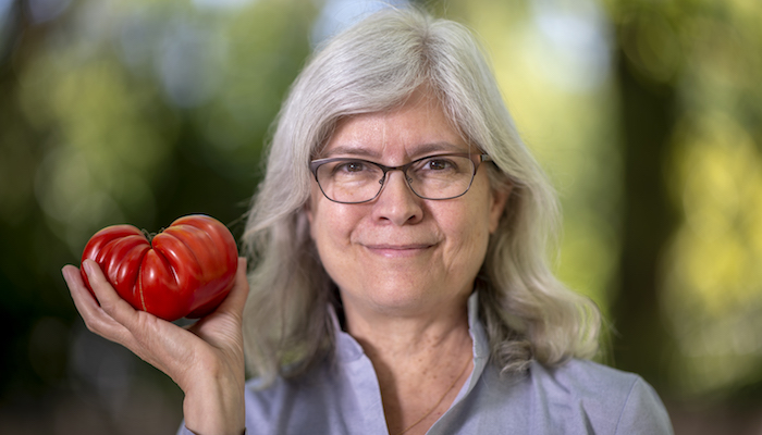 Anne Britt, a professor in the UC Davis Department of Plant Biology, is developing a novel method of rapid and efficient gene editing in tomato.