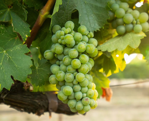 Growing California’s Wine Industry