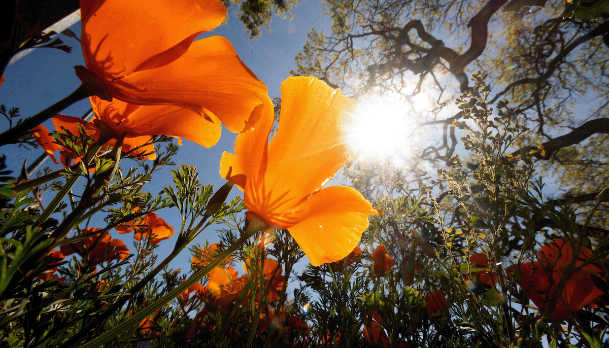 Now Recruiting: Director of the Institute of the Environment