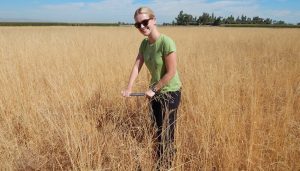 Kelly Gravuer takes a soil sample at Russell Ranch. Her soil microbe study for her Ph.D. at UC Davis yielded unexpected results.