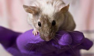 NIH Grant to Test How Patients’ Genes Influence Susceptibility or Resistance to COVID-19