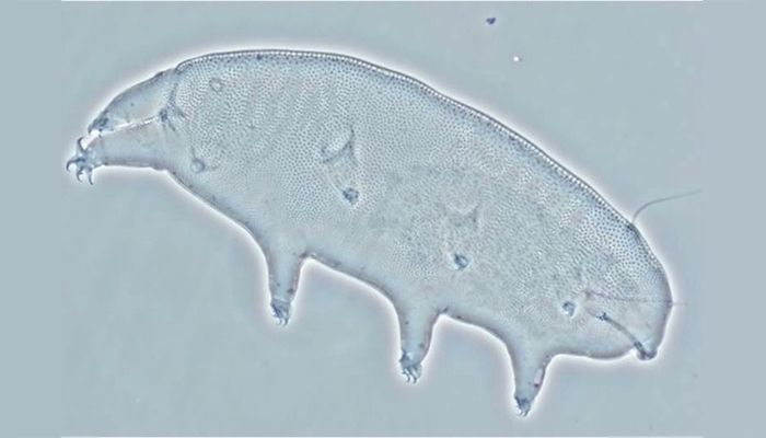 The study of microscopic tardigrades, also known as water bears, lead John Crowe and Lois Crowe to groundbreaking discoveries about the unique properties of a simple sugar known as trehalose. The Crowes’ method of preservation using trehalose allows the drug AmBisome® to be safely rehydrated after freeze drying.