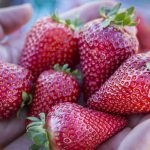 The UC Davis Finn is one of two new strawberry varieties bred to be large, sweet, and to ripen in winter.