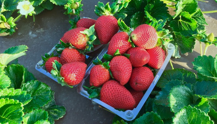 Strawberries in basket 