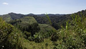 Amazon and Congo Basin Focus of New Emerging Infectious Disease Research Center