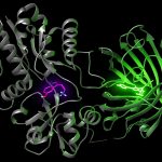 iSeroSnFR was created by fusing a serotonin binding protein to a green fluorescent protein.