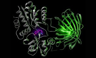 iSeroSnFR was created by fusing a serotonin binding protein to a green fluorescent protein.
