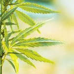 Research Investments in Cannabis and Hemp Awarded