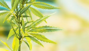 Research Investments in Cannabis and Hemp Awarded