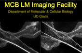 Light Microscopy Imaging Facility, Department of Molecular and Cellular Biology