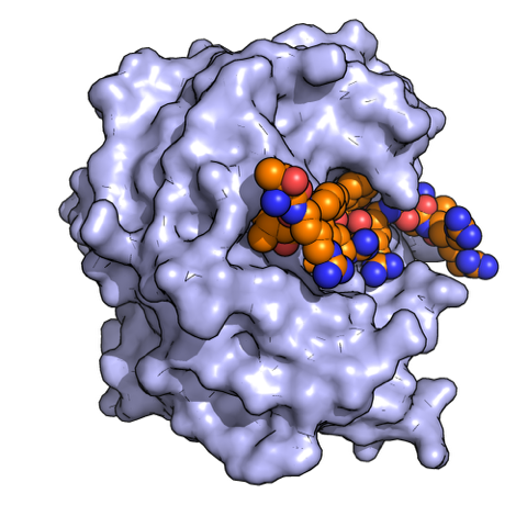 An illustration of a protease enzyme (light purple) digesting a protein fragment (orange, blue, red balls structure).