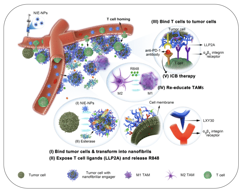 Nano Immuno-Engagers: Activation of Tumor Microenvironment