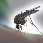 CDC Supports UC Researchers in Fighting Vector-Borne Diseases